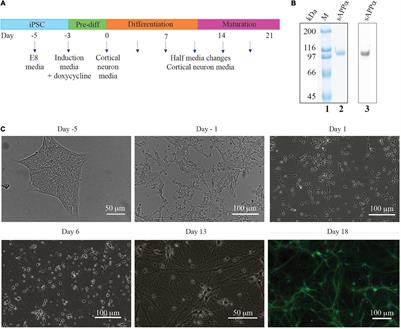 Secreted Amyloid Precursor Protein Alpha, a Neuroprotective Protein in the Brain Has Widespread Effects on the Transcriptome and Proteome of Human Inducible Pluripotent Stem Cell-Derived Glutamatergic Neurons Related to Memory Mechanisms